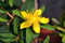 Iperico calicino Hypericum calycinum Erba di San Giovanni pianta in vaso 7x7 cm Vivaio di Castelletto