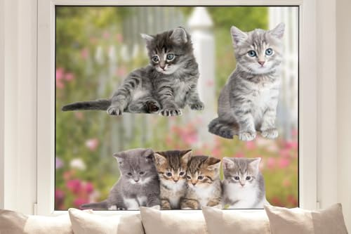 Pixblick Fensteraufkleber – Süße Katzen I Selbstklebende und Wiederverwendbar I Made in Germany