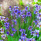 Blaue Binsenlilie 20 Samen (Sisyrinchium)