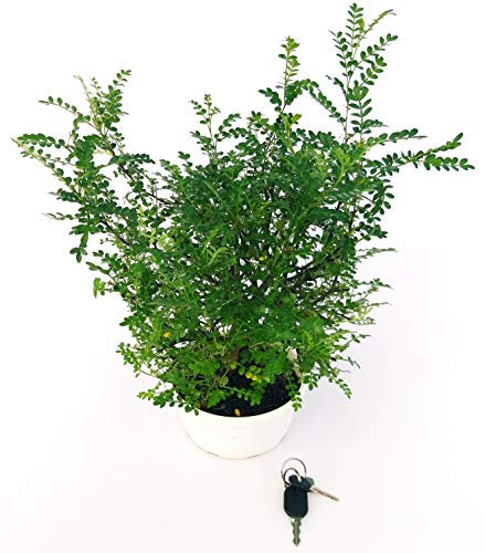 POWERS TO FLOWERS - PIANTA DEL PEPE, ZANTHOXYLUM PIPERITUM, pianta vera