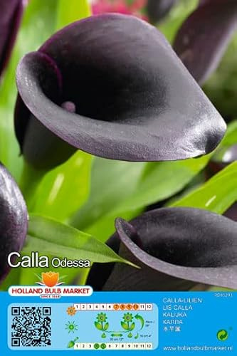 Calla/Zantedeschia  Odessa  1 Blumenzwiebel/Knolle