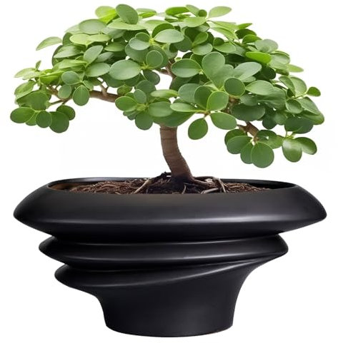 SQOWL Bonsai Pot 10 Inch - Ceramic Succulent Planter Pot with Drainage Hole Large Plant Pot for Indoor Plants Outdoor Modern Flower Pot Home Decor Black