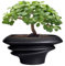 SQOWL Bonsai Pot 10 Inch - Ceramic Succulent Planter Pot with Drainage Hole Large Plant Pot for Indoor Plants Outdoor Modern Flower Pot Home Decor Black