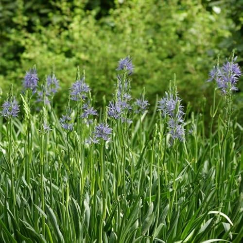 Natural Bulbs Camassia Caerulea - BIO 15 Blumenzwiebeln aus Holland