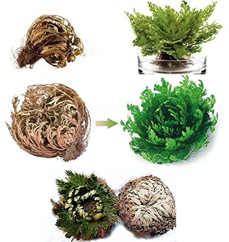 QSTNY-S Rose Von Jericho Selaginella Lepydophylla Knollen Im Set Ewige Rose Auferstehungspflanze Zimmerpflanzen In Geschenkverpackung Rose Von Jericho Ist Eine Echte Pflanze Aus Der WüSte -5 Stück