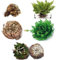 QSTNY-S Rose Von Jericho Selaginella Lepydophylla Knollen Im Set Ewige Rose Auferstehungspflanze Zimmerpflanzen In Geschenkverpackung Rose Von Jericho Ist Eine Echte Pflanze Aus Der WüSte -5 Stück