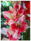 Bulbi Di Gladioli, Bulbi, Belli, Piantati In Tutte Le Stagioni, Fiori Recisi, Gladioli, Tanti Fiori, Orchidee,Pianta Di Gladiolo-3bulbi-E