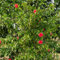 10 pcs hibiskus pflanze samen - blumensamen geschenk, pflanze (Hibiscus rosa-sinensis) topfpflanzen für draußen, garten geschenke blumenbeet, steingartenpflanzen winterhart blumensamen,