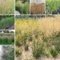 80 pcs Rutenhirse Northwind Samen, Panicum virgatum, immergrüne winterharte sträucher winterharte pflanzen für garten gräser winterhart mehrjährig exotische pflanzen, balkon pflanze