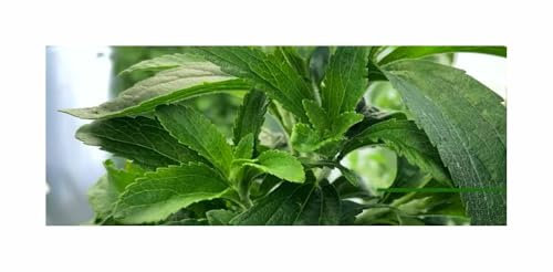 Stk - 15 Korn Stevia Süßkraut Garten Pflanzen - Samen F-S259 - Seeds & Plants Shop by Ipsa