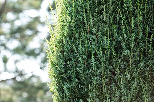 Juniperus communis 'Suecica' 60-80 cm - Säulenwacholder, immergrün, ideal für Hecken und Kübel, winterhart, pflegeleicht