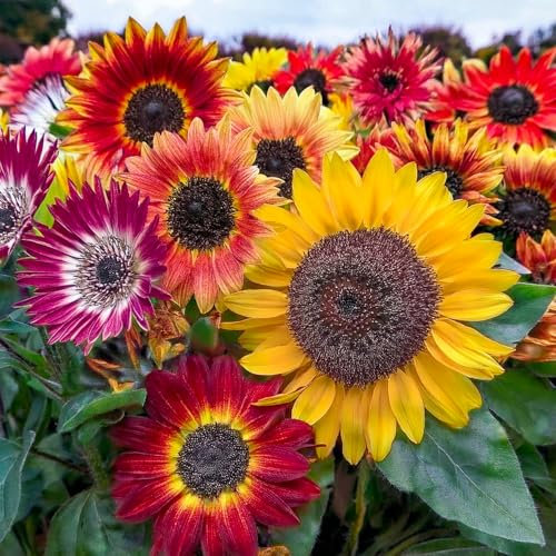 KIT DE GRAINES DE TOURNESOL | 5 sachets de GRAINES | Soleil du Soir | Nain ‘Big Smile’ | Bronze King | ‘Full Sun’ | Nain nain Double Sungold
