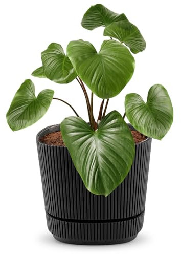 alqua 21CM Square Self Watering Plant Pot – Black Plastic Flower Pot with Drainage – Large Modern Matte Planter for Indoor & Outdoor Use – Decorative Garden Container – Stylish Plant Pot