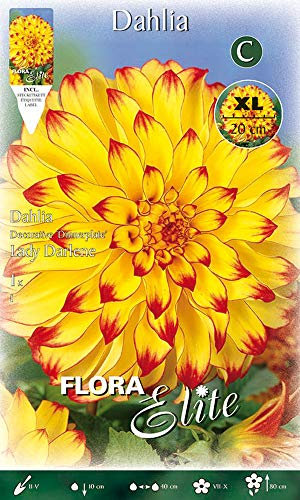 BULBI PRIMAVERILI DALIA DINNERPLATE LADY DARLENE XL CONFEZIONE DA 1 BULBO BULBS