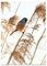 ABCWARRT Nordic Art Canvas Malerei Herbst Landschaft Bild Pflanzen Reed Vogel Heu Poster Home Wohnzimmer Dekoration Hintergrund Wand Bild (30 * 40cm Kein Rahmen,1)