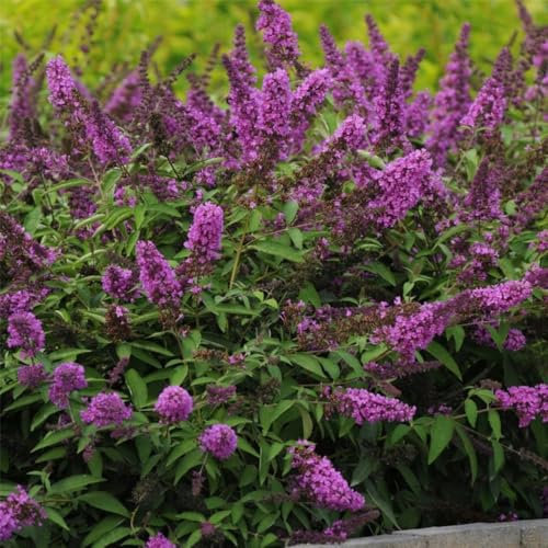 Pianta vera di Buddleja davidii Free Petite Tutti Frutti - Diametro Vaso Ø 18 cm