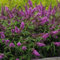Pianta vera di Buddleja davidii Free Petite Tutti Frutti - Diametro Vaso Ø 18 cm