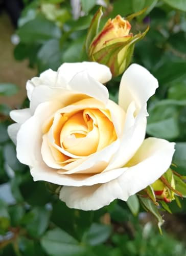 Rose Märchenrose Lions Cremeweiß Hochstamm 90 cm winterhart