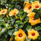 BRKENT Hibiskus Pflanze Samen Stauden Winterhart Mehrjährig Kletterpflanzen Wildblumensamen Pflanzen Garten Balkon Blumen Gartendeko Für Draußen Pflanzensamen Riesen Hibiskus 200 Samen, Gelb