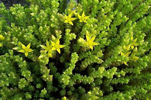 Sedum Elegans Acre 'Goldmoss Stonecrop' Perennial Plug Plants Pack x6