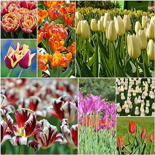 7 pcs tulpenzwiebeln bio - flower winterlinge zwiebeln winterhart mehrjährig tulpenzwiebel,tulpen zwiebeln winterhart mehrjährig, blumenzwiebeln mehrjährig winterhart deko wohnzimmer
