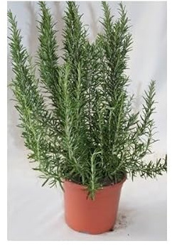 Romero alto - planta aromática viva- maceta 19cm