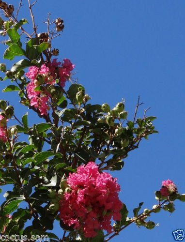 30 Samen Lagerstroemia indica, Kreppmyrte, Deep Pink Rosy südlichen Lilac Crepe