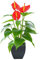Beebel Künstliche Calla-Lilie, rote Kunstblume, künstliche Topfpflanze mit schwarzem Topf, 38,1 cm, für Zuhause, Büro, Innen- und Außenbereich, Dekoration