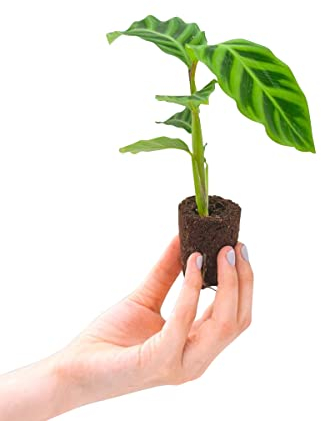 PLNTS - Baby Calathea Zebrina (Gebetspflanze) - Zimmerpflanzen, Pflanzen Echt, Nachhaltige Verpackung - 2cm Stecklinge - Höhe 15cm - Direkt von der Gärtnerei