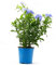 Plumbago Natural Arbusto Popularmente Conocido como Jazmín del Cielo
