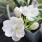 SEMI -30 / ein Topf Weißer Jasmin-Fiore-Zimmerpflanzen sind für den Familiengarten geeignet