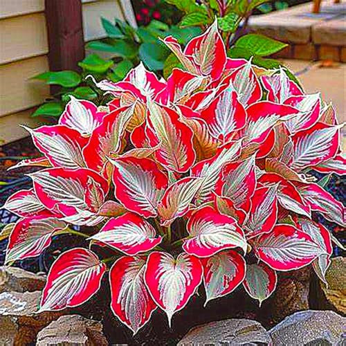 Hosta Bulbs for Planting,Excellent Display,Hosta Bulbs Mix,Perennial-3bulbs-B