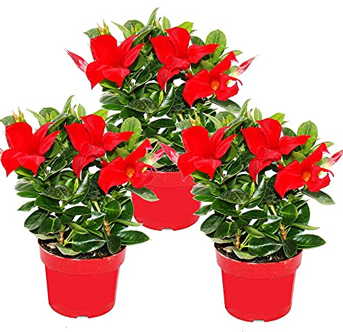 Exotenherz - Dipladenia – Gelsomino cileno – Vaso da 10 cm – Set di 3 piante – Rosso