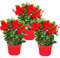 Exotenherz - Dipladenia – Gelsomino cileno – Vaso da 10 cm – Set di 3 piante – Rosso
