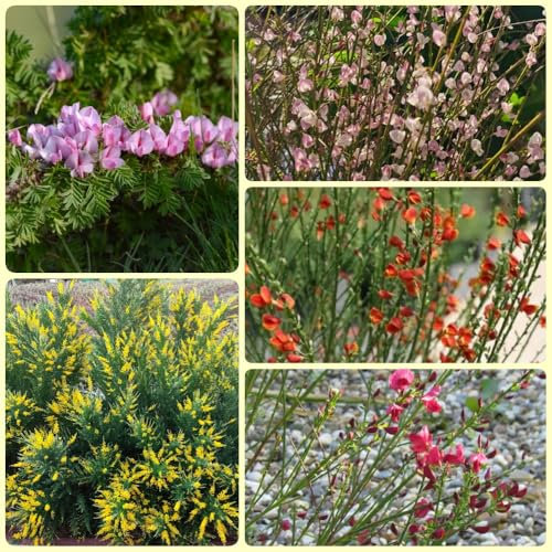 Ginster Samen, Cytisus Scoparius, sträucher winterhart Ginster Pflanzen Winterhart, sträucher winterhart blühend bio saatgut, seltene pflanzen bodendecker pflanzen winterhart garten 300pcs
