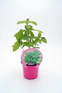 Menta Hierbabuena ECO M-10,5