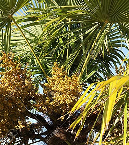 Genipap 10 Stück Agave Montana Pflanzensamen