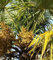 Genipap 10 Stück Agave Montana Pflanzensamen