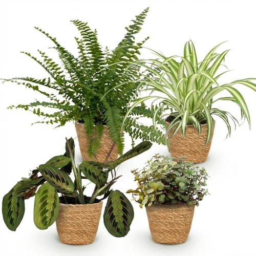 Green boutiQ - Plante d'intérieur - Chlorophytum - Maranta - Calissia - Nephrolepsis - Mix de 4 - Plantes Amicales pour Animaux - Vert - 4 Plantes - avec Panier - Pot 12cm - Hauteur 25cm