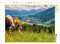 CALVENDO Puzzle Sicht auf den Alpsee in Immenstadt 1000 Teile Puzzle quer | 1000 Teile Lege-Größe 64 x 48 cm Foto-Puzzle für glückliche Stunden