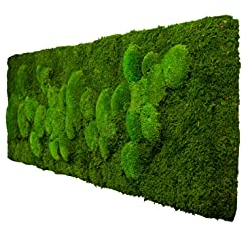 Moosbild Wandbild mit bemooster Kante versch. Maße günstig (140x40 cm)