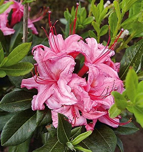 Rhododendron Westton Sparkler 30-40cm - Rhododendron viscosum - lebende Gartenpflanze aus den Baumschulen