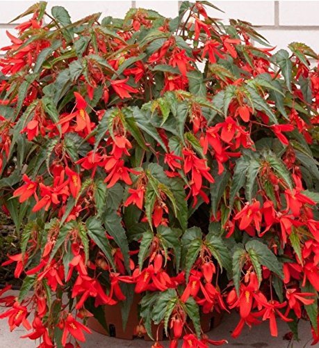Las semillas de begonia Santa Cruz puesta del sol se arrastran de Semillas Begonia 15 sedimentaron