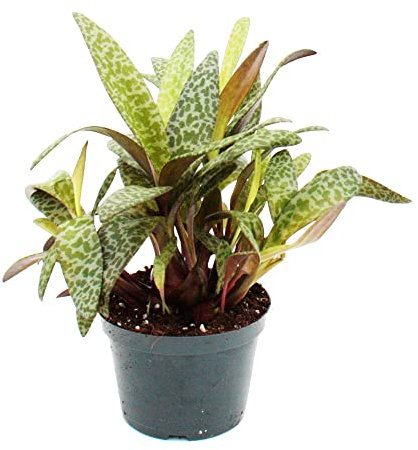 Exotenherz - Scilla violaceaLeopard Lily - Tigerblatt 12cm