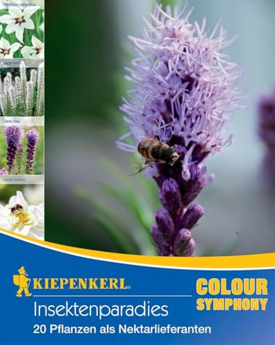 Kiepenkerl Insektenparadies Blumenzwiebel-Mischung - Frühjahrsblumenzwiebeln in Weiß & Violett, Nahrhaft für Insekten