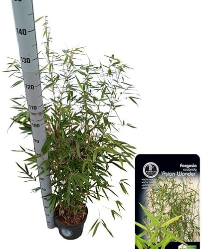Bambus Fargesia scabrida 'Asian Wonder' 80–100 cm – Winterhart, blickdicht & immergrün – Ideal als Sichtschutz für Garten oder Balkon