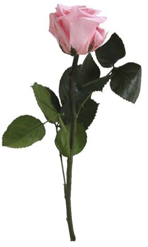 Rosa Stabilizzata Vera, Fiori 100% Made in Italy - Rosa Eterna, Pronta con Nastrino - Idea Regalo Mamma, Anniversario, Donna e San Valentino, Rose Stabilizzate Stelo Piccolo (Rosa Pastello, 1)