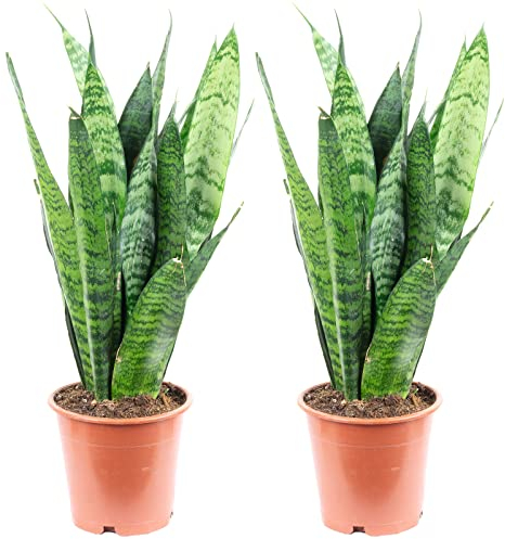 Set di 2 piante da appartamento Sansevieria trifasciata Black Coral, altezza ca. 35 cm, diametro vaso 12 cm