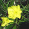 6 x Missouri Nachtkerze - Oenothera Macrocarpa Topf 9x9cm: Orangerote Blüten, pflegeleicht, zieht Schmetterlinge an.