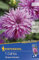 Kiepenkerl Blumenzwiebel Gefranste Dahlie 'Striped Ambition' |Schnittblume | pink | 1 Knolle